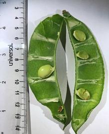  Fruit,nbsp;seeds:   Lablab purpureus ; Photo by J. Botz, USDA APHIS PPQ, imageID.idtools.org
